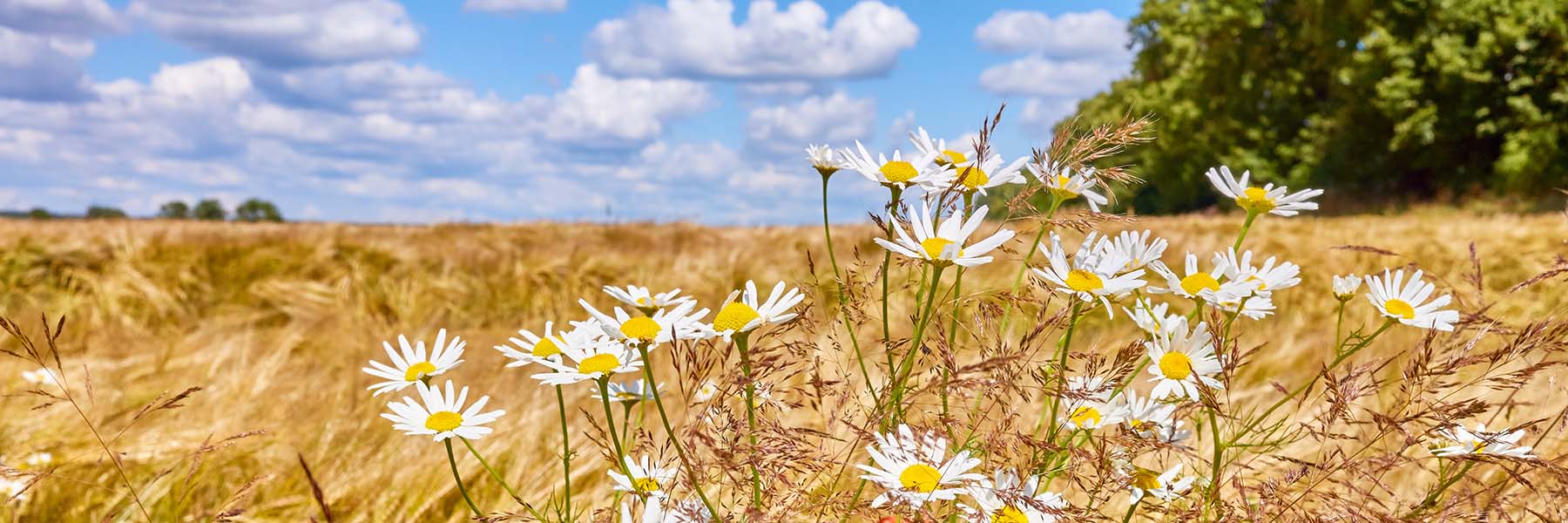 Zitat Hintergrund, Sommerlich